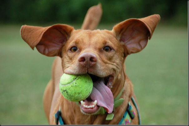 Cachorros e bolas de tênis (12)