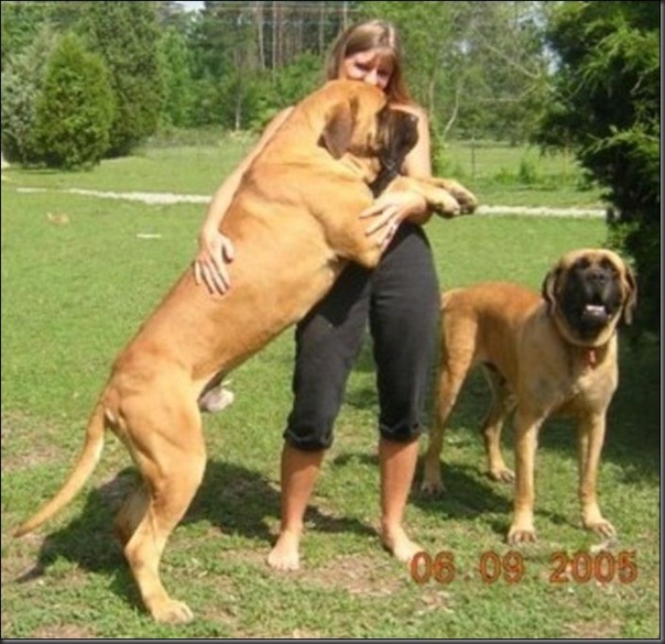 Cachorros gigantes (4)