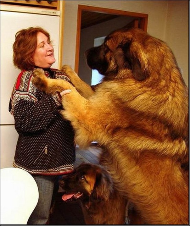 Cachorros gigantes (3)