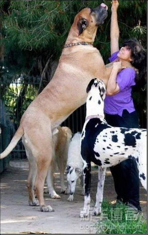 Cachorros gigantes (2)