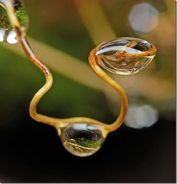 lindas imagens de gotas d'agua (9)