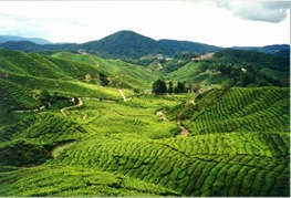 M9_cameronHighlands1