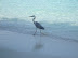 Heron at Biyadhoo