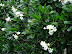 Flowers at Biyadhoo