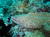 Honeycomb Moray Eel
