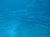 Barracuda