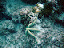 Starfish