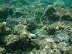 Reef Fish