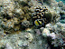 Reef Fish