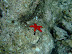 Starfish