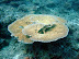 Table coral