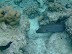 Moray Eel
