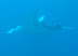 Manta Ray Kuda Bandos (check dive!)