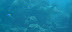 Hawksbill Trurtle Kuda bandos Dive