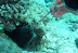 Teasing a juvenile Moray Velagali dive
