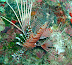 Lion Fish feeding Cata Thila dive