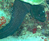Moray Cata Thila dive