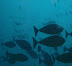 The Blue Cata Thila dive