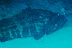 Giant Coral Grouper. Possibly the largest fish I have ever seen circa 7ft long?