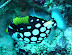 Clown Trigger Fish Cocoa Corner dive