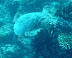 Turtle Cocoa Corner dive