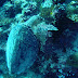 Turtle Cocoa Corner dive