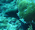 Moray Cocoa Corner dive
