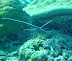 Lobster Cocoa Corner dive