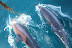 Dolphins play around the dhoni