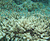 Chromis Kuda Giri Wreck dive