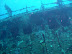 Kuda Giri Wreck dive