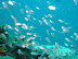 Glass Fish Kuda Giri Wreck dive