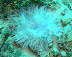 Anenome Kuda Giri Wreck dive