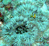 Anenome Fish Guidarhoo Corner dive