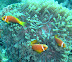 Anenome fish Alibaba dive