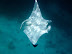 Manta Ray, Rah Dhigga Island June 2010. Snorkelling. No zoom used!