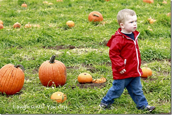 pumpkin3