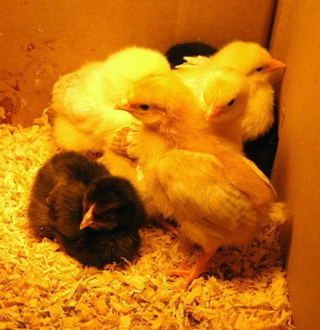 [NewBatchOfChicks5-09[12].jpg]