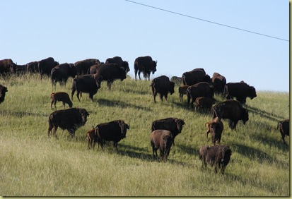 BuffaloHerd