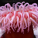 Sea Anemone