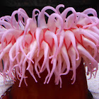 Sea Anemone