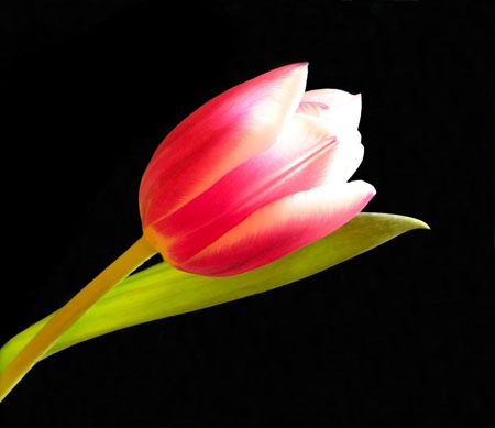 [tulipa[3].jpg]