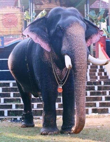 Thiruvambadi Kuttisankaran