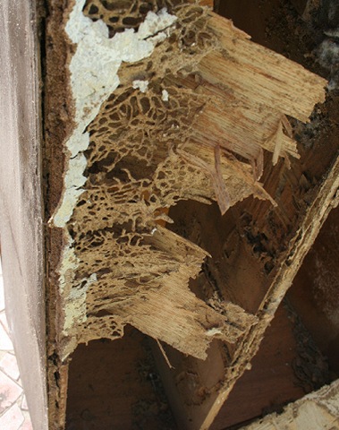 [termite damage_3569[3].jpg]