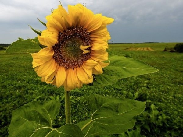 [lithuanian-sunflower[3].jpg]