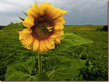 lithuanian-sunflower