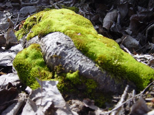 Musgo en raices