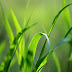 vplants_005.jpg