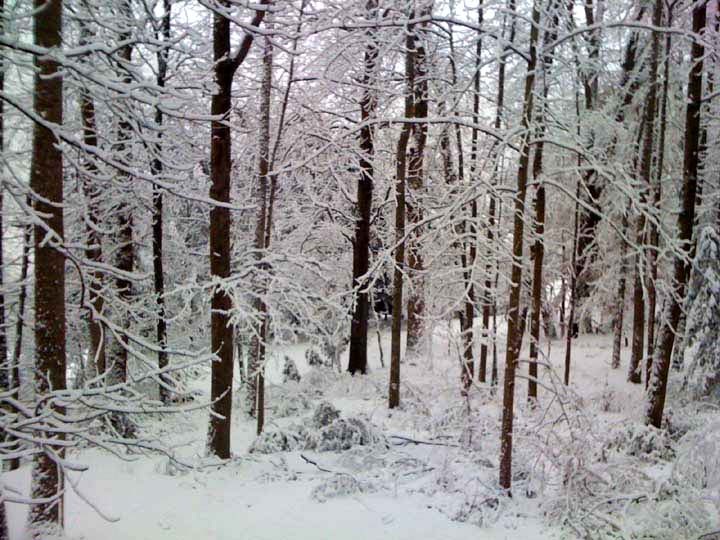 [christmas2010 008[6].jpg]