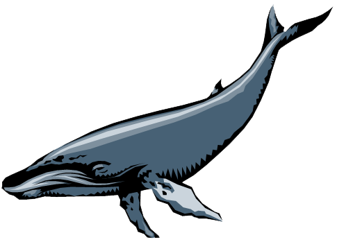 [Monterey_Whale02[5].png]